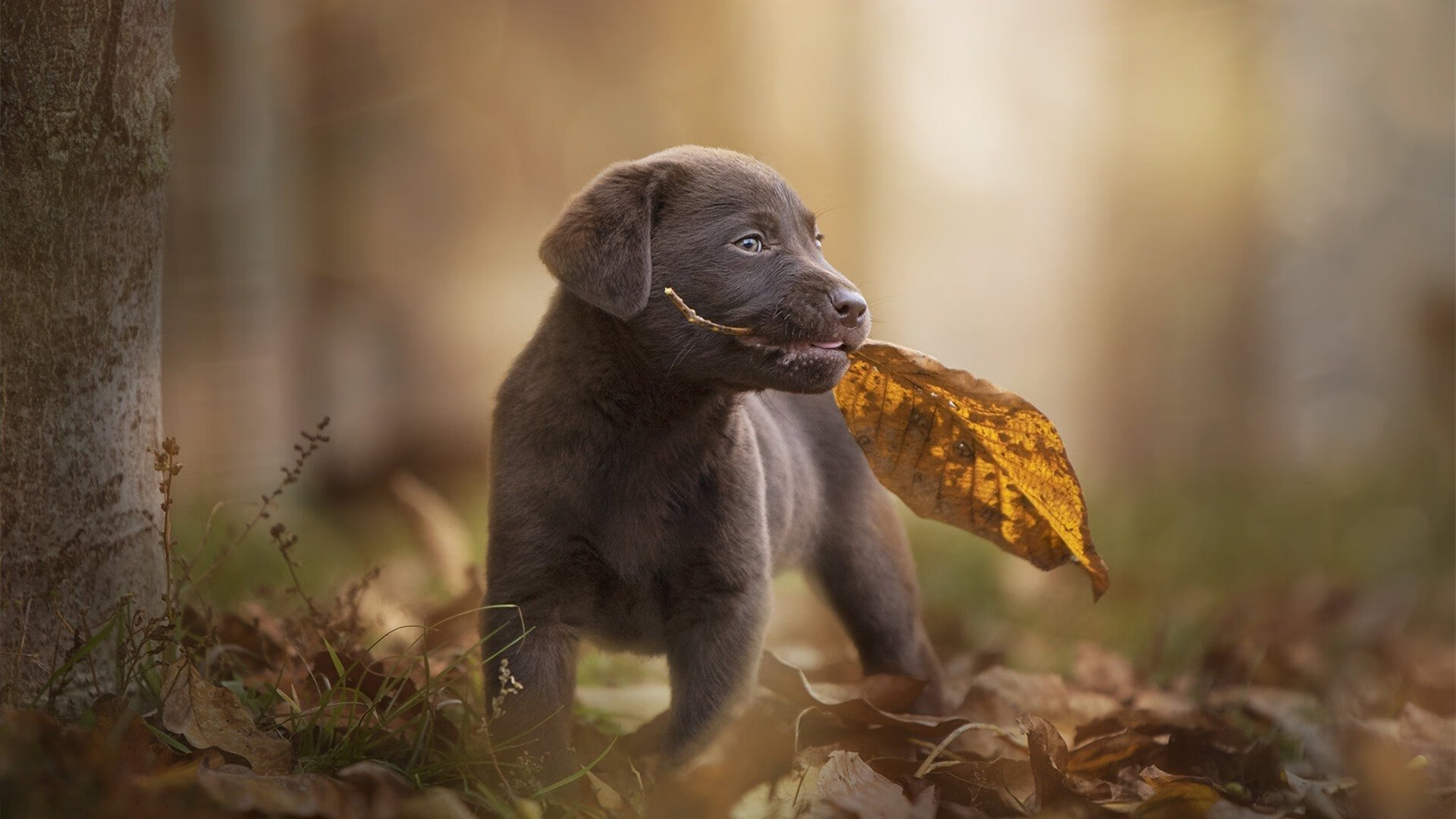 开云·体育官网APP下载-“2025世界运动会：运动舞蹈赛，舞者们如何用舞步打造最强节奏？”