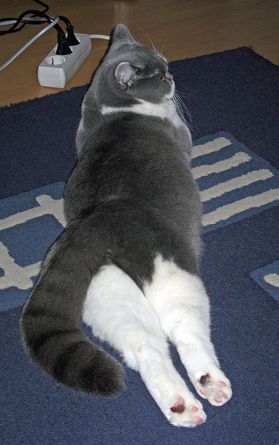 “自由搏击英雄集结，四川省体育馆上演极限对决”