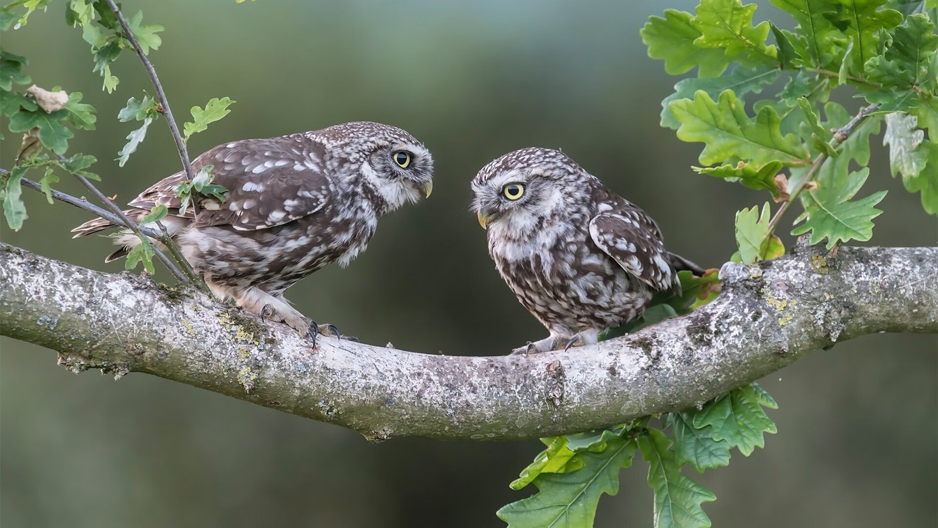 中国女篮加强心理训练 提升抗压能力，中国女篮心理教练黄菁