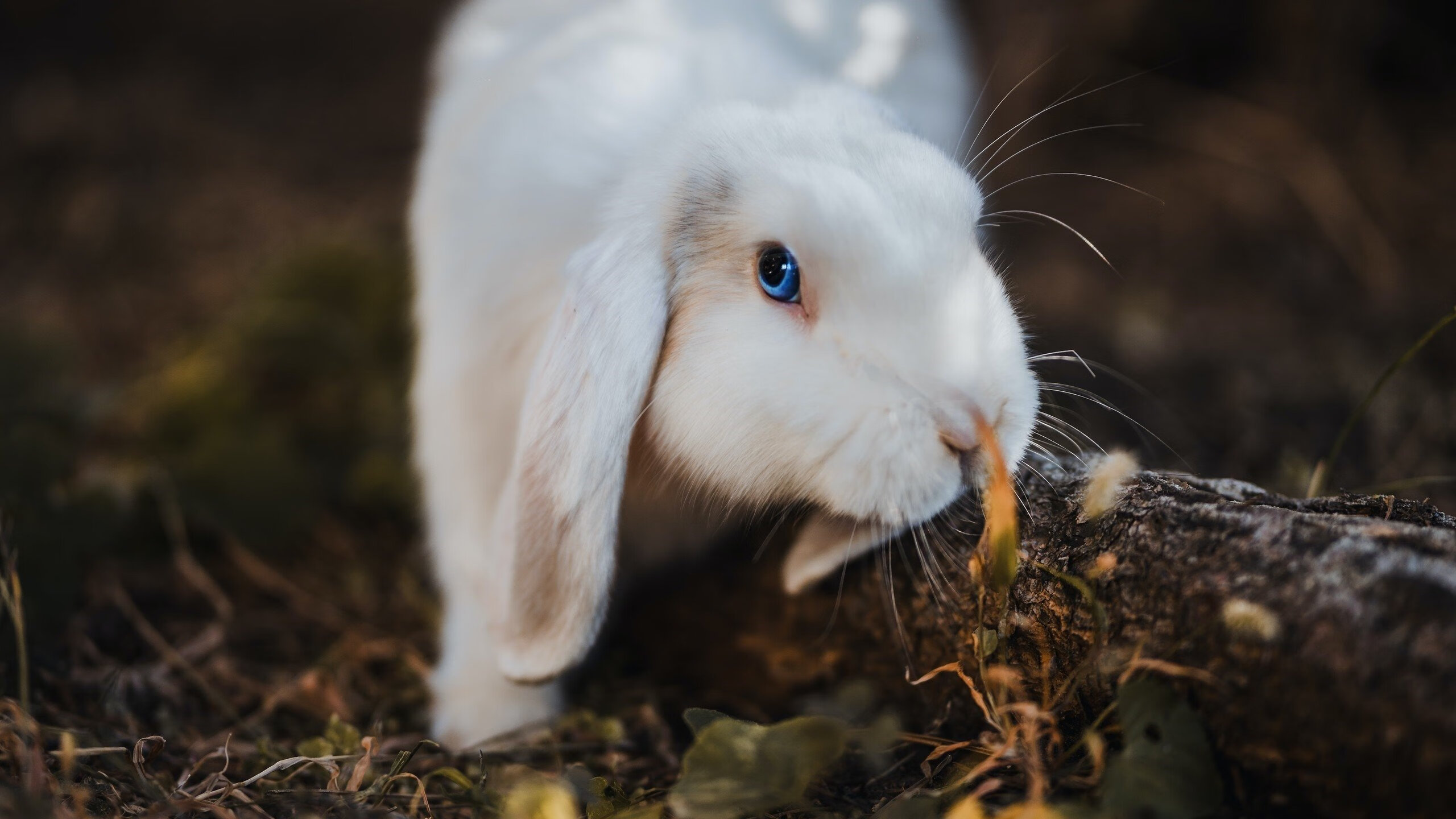 中国三人女篮战术配合日益成熟，中国三人女篮百度百科