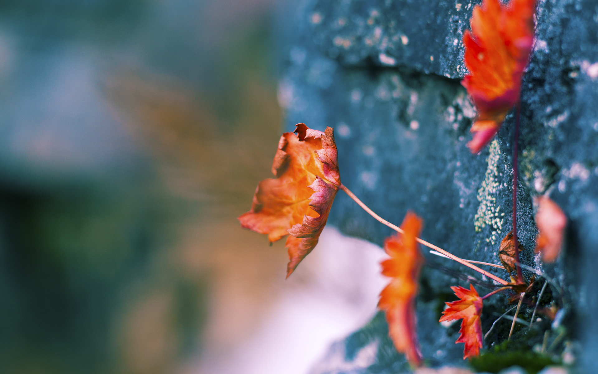 kaiyun 开云体育-加拿大乒乓队未来发展：如何通过增加海外交流提升队员水平，2021加拿大乒乓球选手