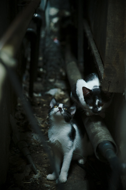 开云中国官网-外教指导内容缺乏实地操作评估，外教指导内容缺乏实地操作评估的原因