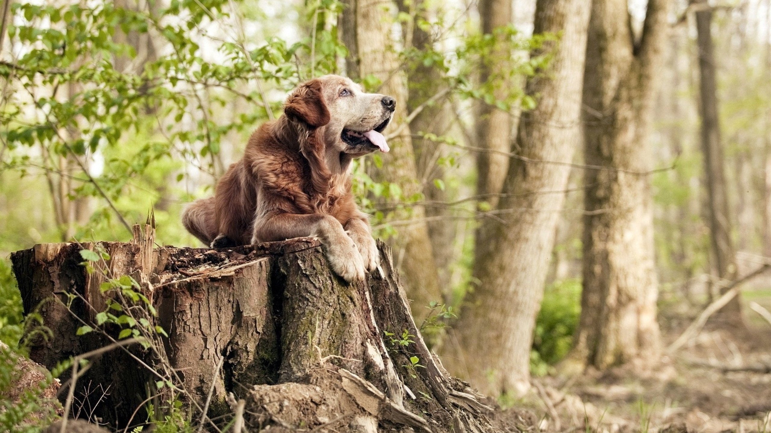 埃及队在2024年混合团体世界杯中的惊艳亮相，埃及足球世界杯