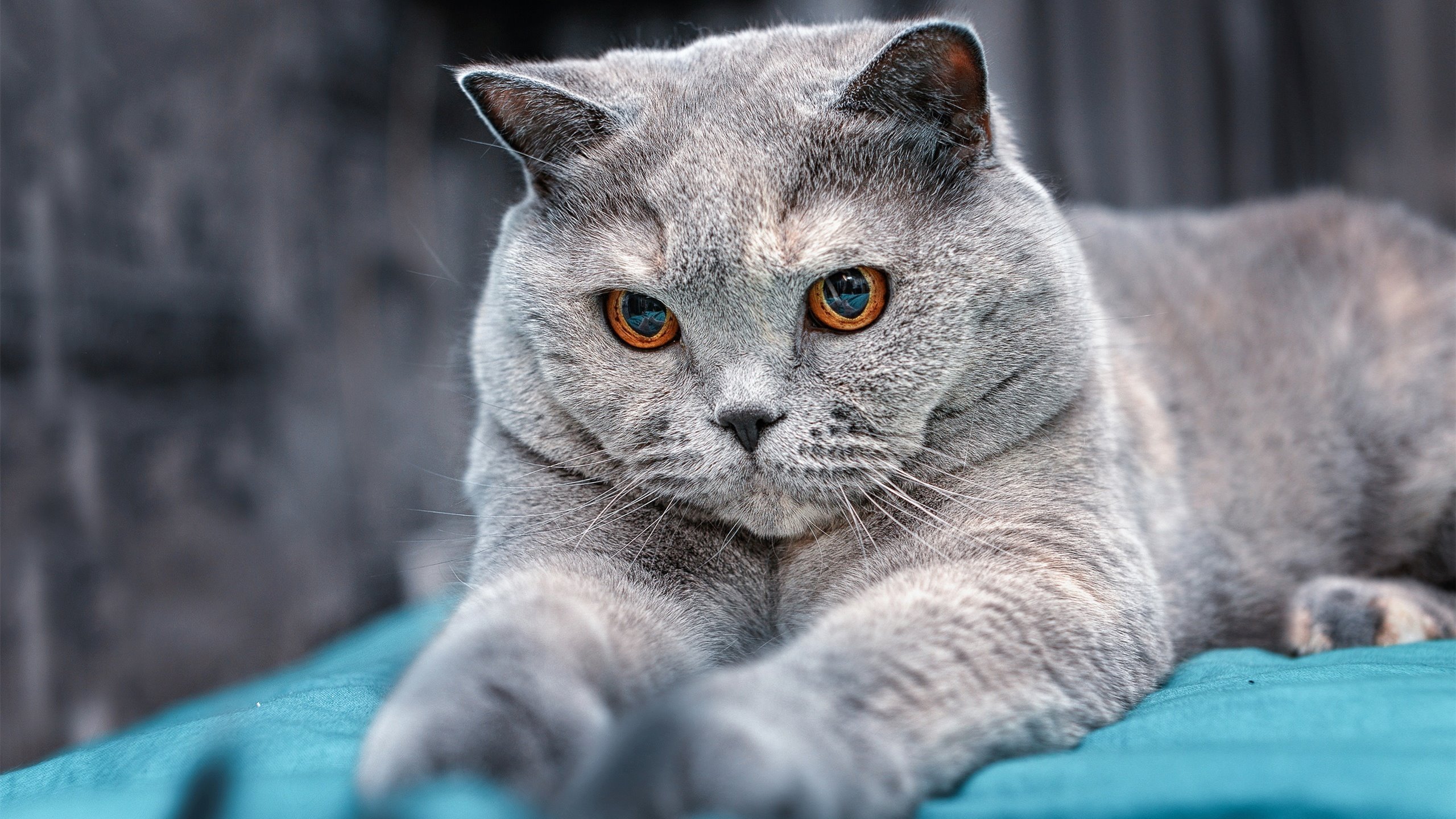 当前国家队由阿里·布齐安尼执教