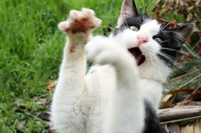 开云备用-中超联赛引入更多本土教练打造中国特色战术体系，中超来过哪些著名教练