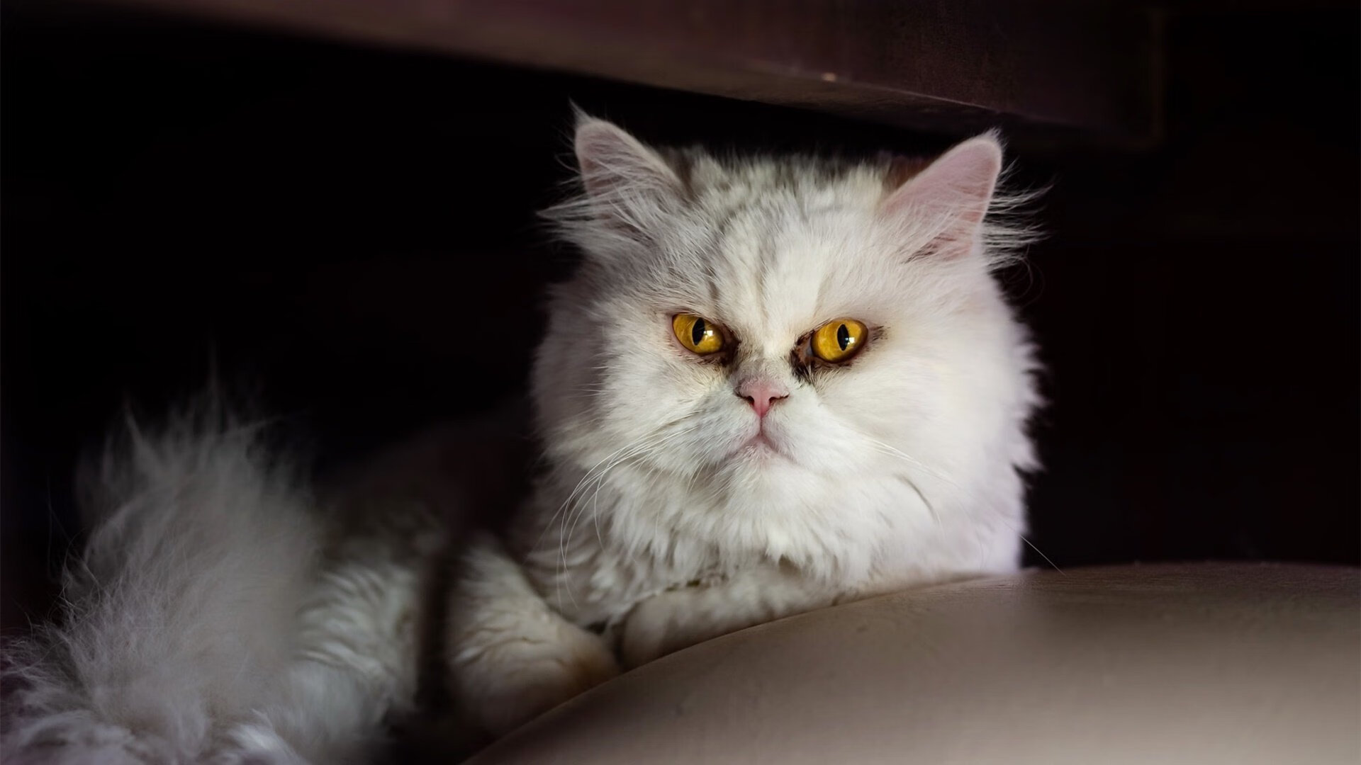 奥尔韦拉赛后分享训练心得与感受,奥拉维尔在纽约伦敦丹麦